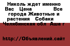 Николь ждет именно Вас › Цена ­ 25 000 - Все города Животные и растения » Собаки   . Челябинская обл.,Аша г.